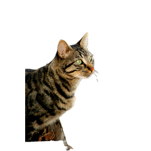 A Close Up Shot Of A Striped Tabby Cat With Green Eyes Sitting On A Pavement. 12969 - Cat PNG image with transparent background